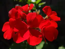 Red Geranium
